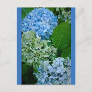 Hydrangea-Blume Postkarte