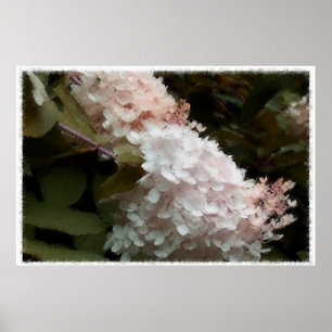 Hydrangea-Blume Rosa Fotografie Poster