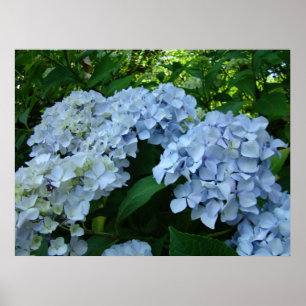 Hydrangea-Blumen-Gartenkunst druckt blaue Poster