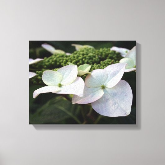 Hydrangea - Blumenfotografie - Leinwand (Vorderseite)