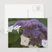 Hydrangea Blüte, Dr. Sun Yat-Sen Chinesischer Gart Postkarte (Vorne/Hinten)
