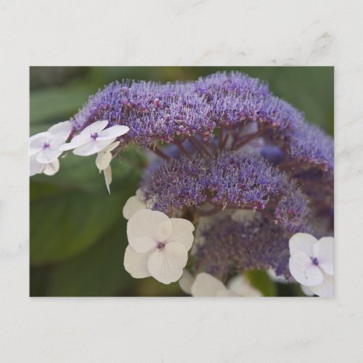 Hydrangea Blüte, Dr. Sun Yat-Sen Chinesischer Gart Postkarte (Vorderseite)