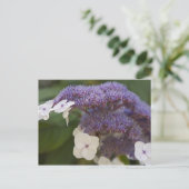 Hydrangea Blüte, Dr. Sun Yat-Sen Chinesischer Gart Postkarte (Stehend Vorderseite)