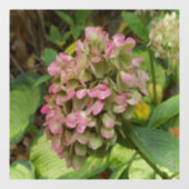 Hydrangea Blüte im Herbst mit Golden Hosta Blätter Fensteraufkleber (Blatt)