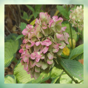 Hydrangea Blüte im Herbst mit Golden Hosta Blätter Fensteraufkleber