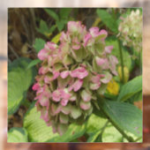 Hydrangea Blüte im Herbst mit Golden Hosta Blätter Fensteraufkleber (Blatt 2)