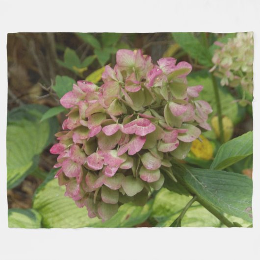 Hydrangea Blüte im Herbst mit Golden Hosta Blätter Fleecedecke (Vorderseite (Horizontal))