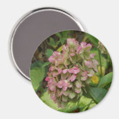 Hydrangea Blüte im Herbst mit Golden Hosta Blätter Magnet (Vorderseite/Rückseite)