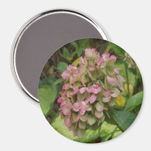 Hydrangea Blüte im Herbst mit Golden Hosta Blätter Magnet (Vorderseite/Rückseite)