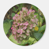 Hydrangea Blüte im Herbst mit Golden Hosta Blätter Magnet (Vorne)
