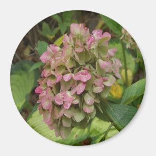 Hydrangea Blüte im Herbst mit Golden Hosta Blätter Magnet