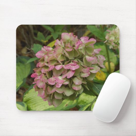 Hydrangea Blüte im Herbst mit Golden Hosta Blätter Mousepad (Mit Mouse)