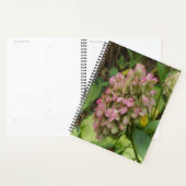 Hydrangea Blüte im Herbst mit Golden Hosta Blätter Planer (Anzeige)