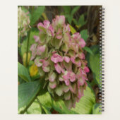 Hydrangea Blüte im Herbst mit Golden Hosta Blätter Planer (Rückseite)