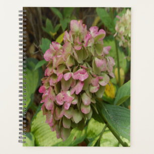 Hydrangea Blüte im Herbst mit Golden Hosta Blätter Planer