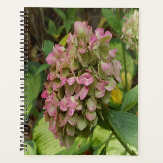 Hydrangea Blüte im Herbst mit Golden Hosta Blätter Planer (Vorderseite)