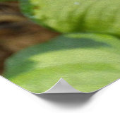 Hydrangea Blüte im Herbst mit Golden Hosta Blätter Poster (Ecke)