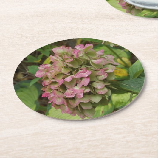 Hydrangea Blüte im Herbst mit Golden Hosta Blätter Runder Pappuntersetzer (Angewinkelt)