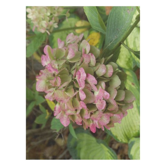 Hydrangea Blüte im Herbst mit Golden Hosta Blätter Tischdecke (Vorderseite)