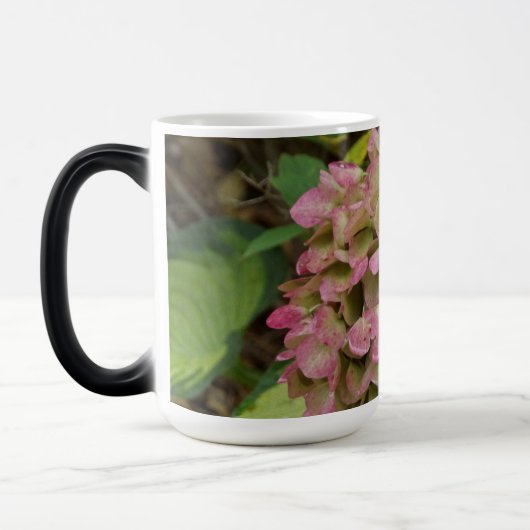 Hydrangea Blüte im Herbst mit Golden Hosta Blätter Verwandlungstasse (Links)