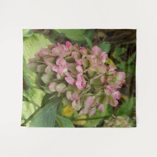 Hydrangea Blüte im Herbst mit Golden Hosta Blätter Wandteppich (Vorderseite (Horizontal))