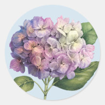 Hydrangea-Blüte