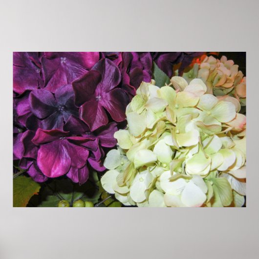 Hydrangea Blüten in Dunkelblau Lila & weiß Poster (Vorne)