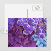 Hydrangea-Blüten Postkarte (Vorne/Hinten)