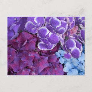 Hydrangea-Blüten Postkarte