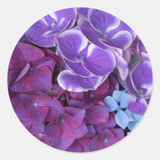 Hydrangea-Blüten Runder Aufkleber (Vorderseite)