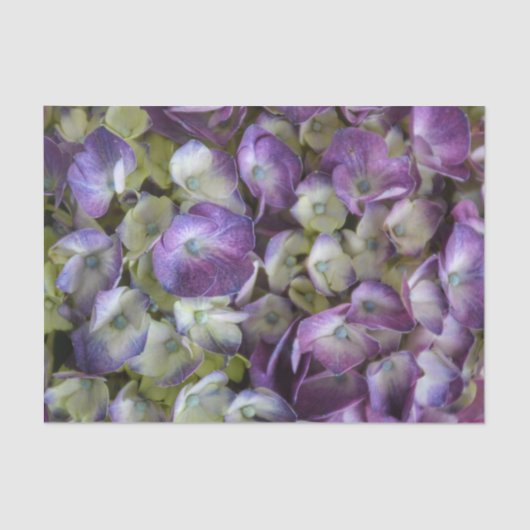 Hydrangea Botanical Floral Fotografie Lila Seidenpapier (Vorderseite)