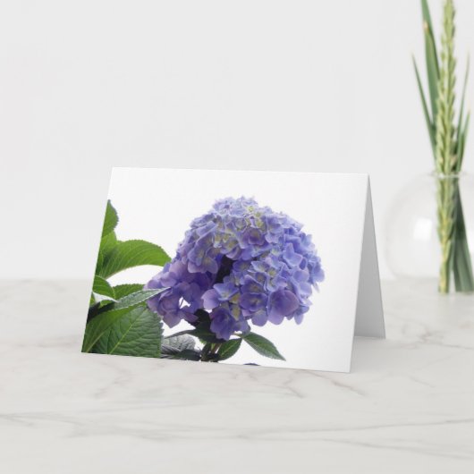 Hydrangea Bush Grußkarte Karte (Vorderseite)
