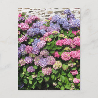 Hydrangea Bush Postcard Postkarte