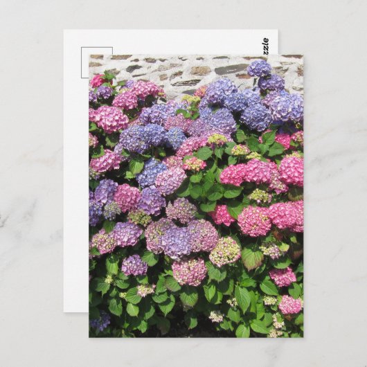 Hydrangea Bush Postcard Postkarte (Vorne/Hinten)