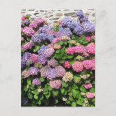 Hydrangea Bush Postcard Postkarte (Vorderseite)