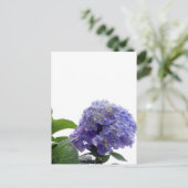 Hydrangea Bush Postcard Postkarte (Stehend Vorderseite)