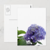 Hydrangea Bush Postcard Postkarte (Vorne/Hinten)