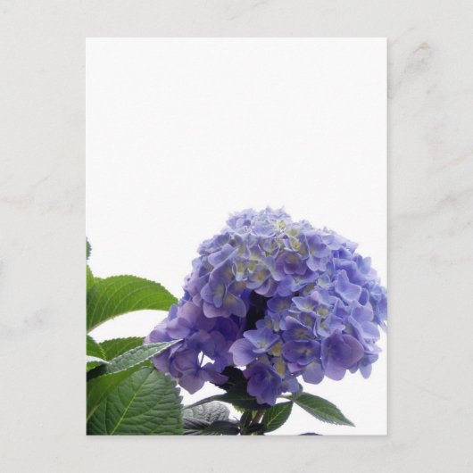 Hydrangea Bush Postcard Postkarte (Vorderseite)
