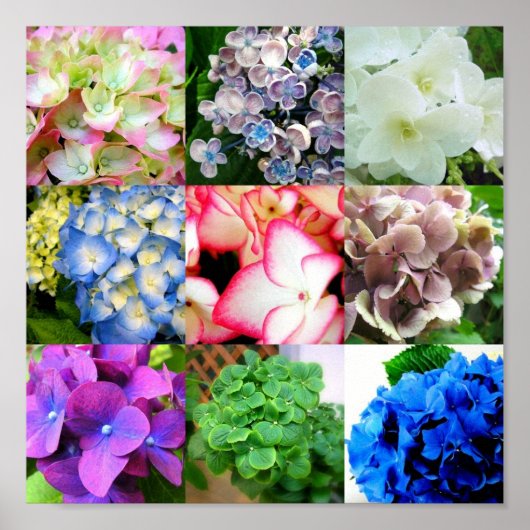 Hydrangea Collage Poster (Vorne)