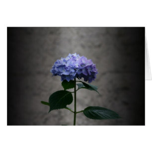 "Hydrangea" durch Larry Coressel