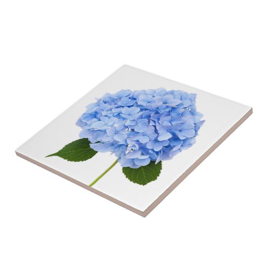 Hydrangea Fliese (Seite)