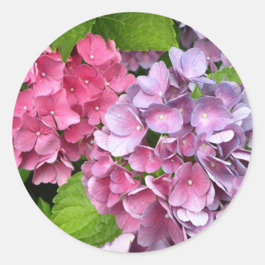 Hydrangea Floral Stickers (Vorderseite)