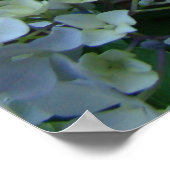 Hydrangea Flower Garden Kunstdrucke Blue Hydrangea Poster (Ecke)