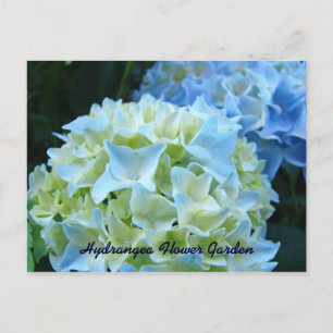 Hydrangea Flower Garden Postkarten Blue Floral