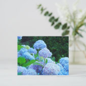 Hydrangea Flower Garden Postkarten Blue Hydrangeas (Stehend Vorderseite)