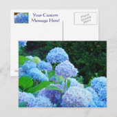 Hydrangea Flower Garden Postkarten Blue Hydrangeas (Vorne/Hinten)