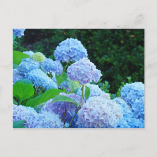 Hydrangea Flower Garden Postkarten Blue Hydrangeas