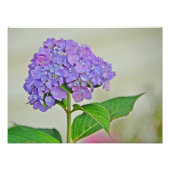 Hydrangea Foto Print (Vorne)