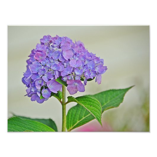 Hydrangea Foto Print (Vorne)