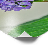 Hydrangea Foto Print (Ecke)